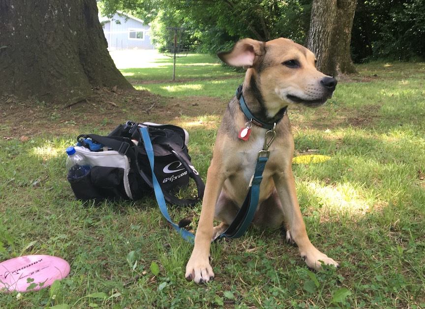 Barking Up The Right Tree Tips For Disc Golf Dogs Release Point