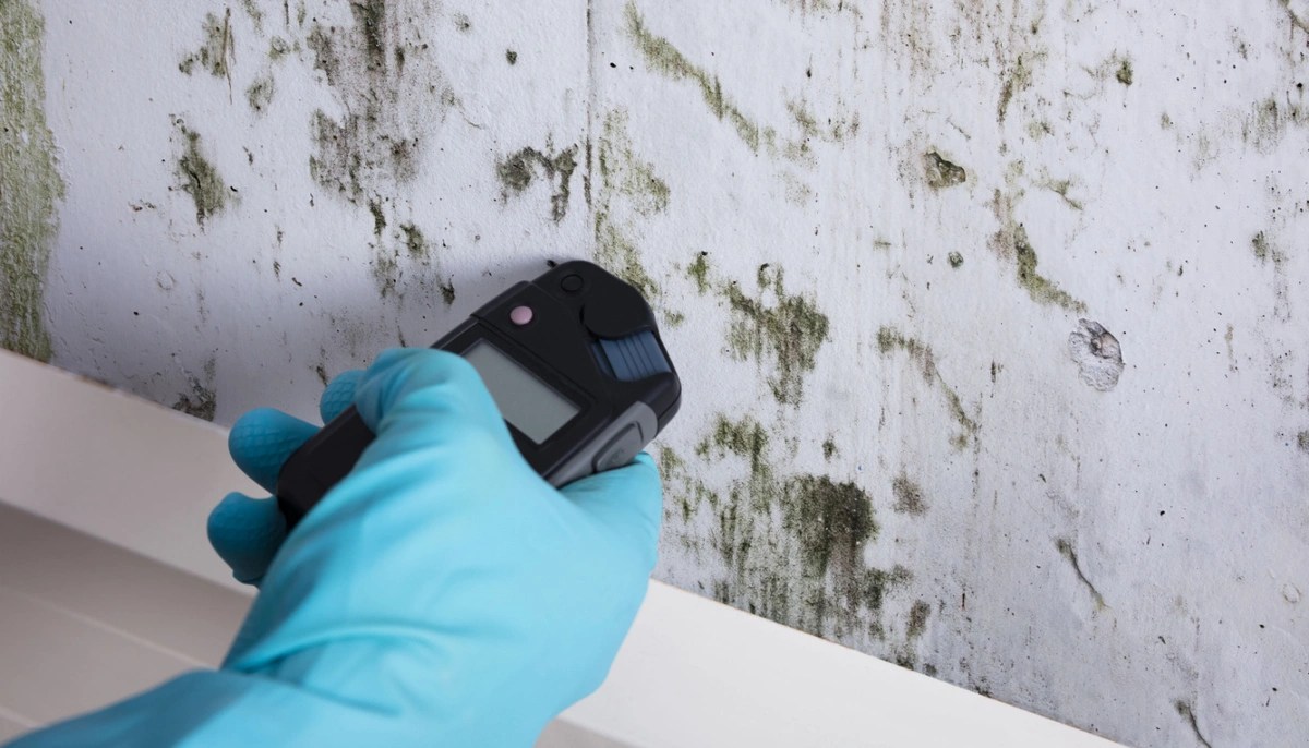 Mold in Rental Properties Who’s Responsible for Fixing It? Will