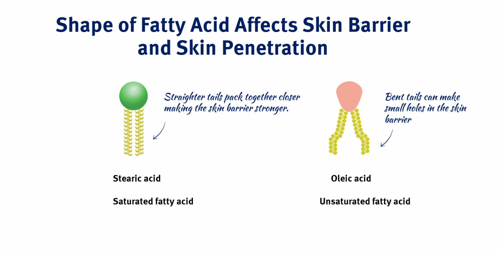 Role of Fatty Acid Lipids in Skin Care