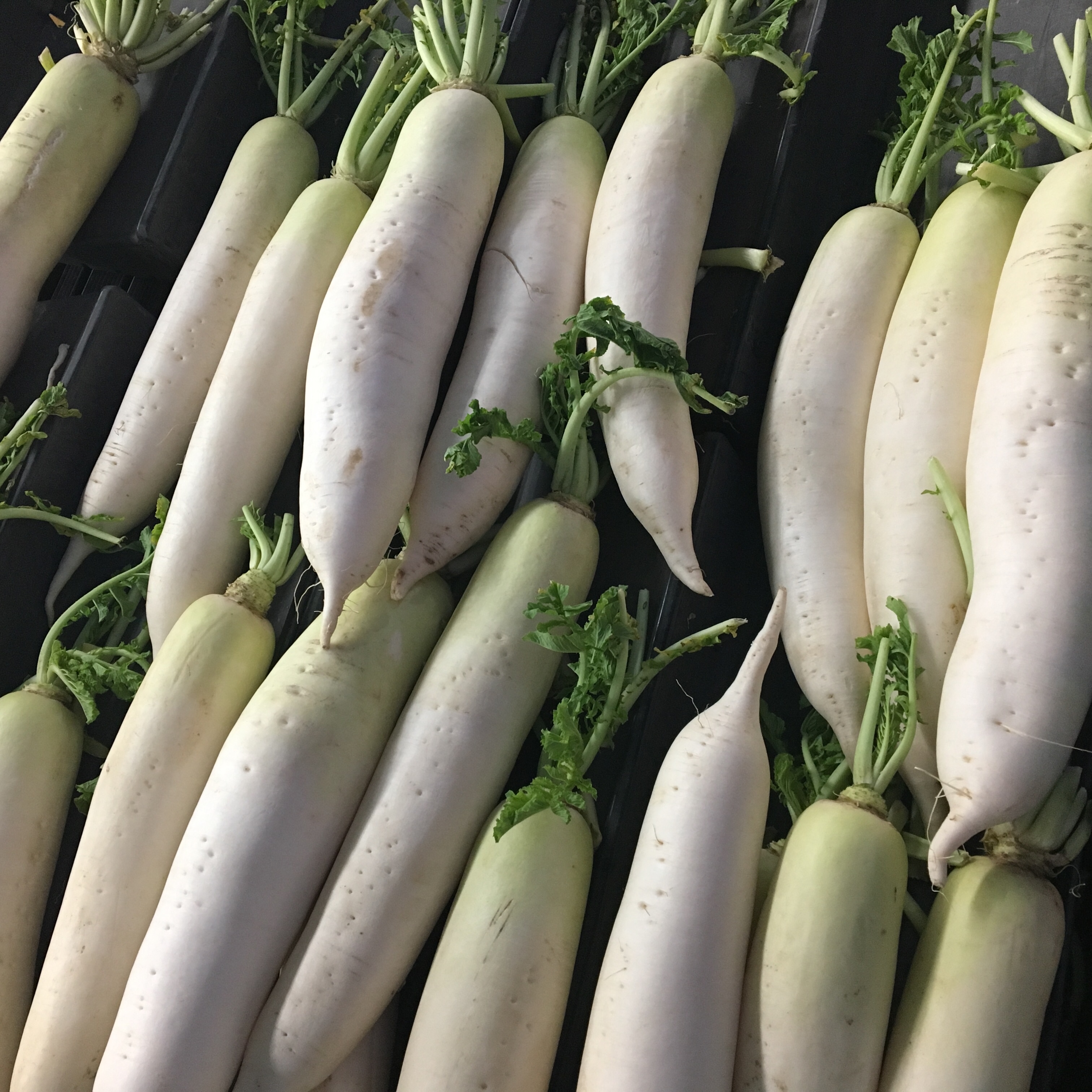 Japanese Fresh Radish Daikon Oroshi Grater Ginger Titanium Sushi