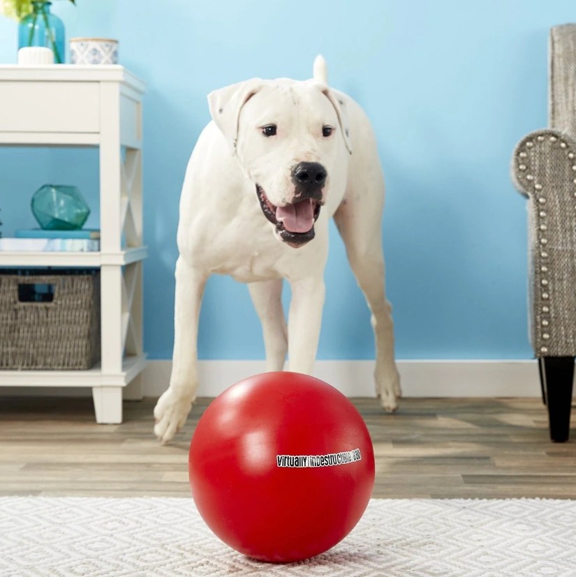 Best Durable Dog Toys For Heavy Chewers