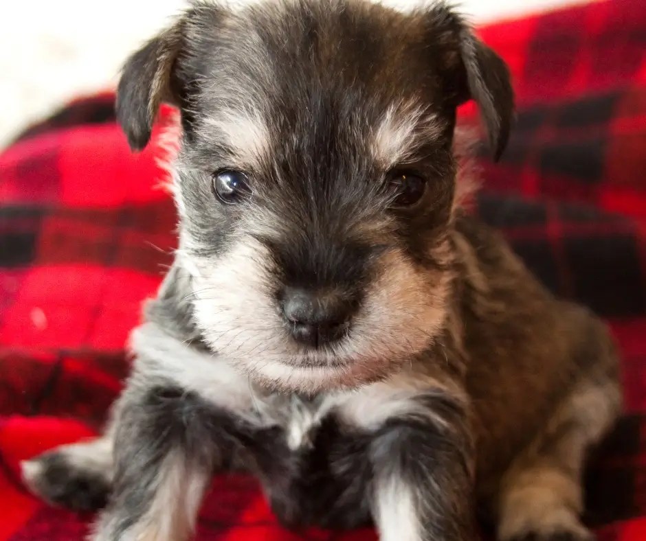 The Ultimate Miniature Schnauzer Puppy Ownership Guide
