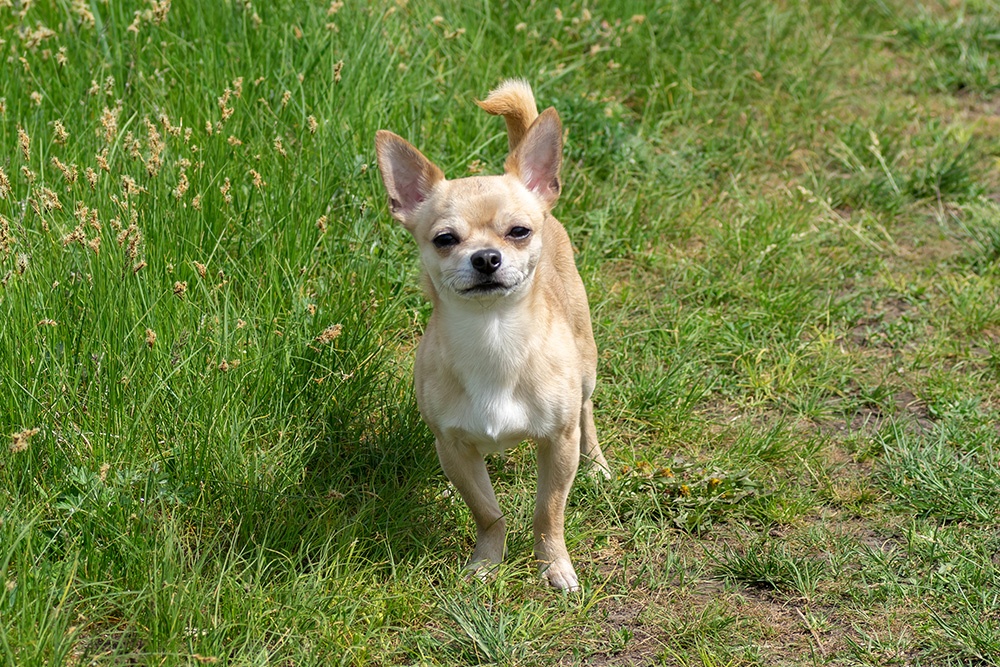 Chihuahuas With Skin Allergies - Nom Nom