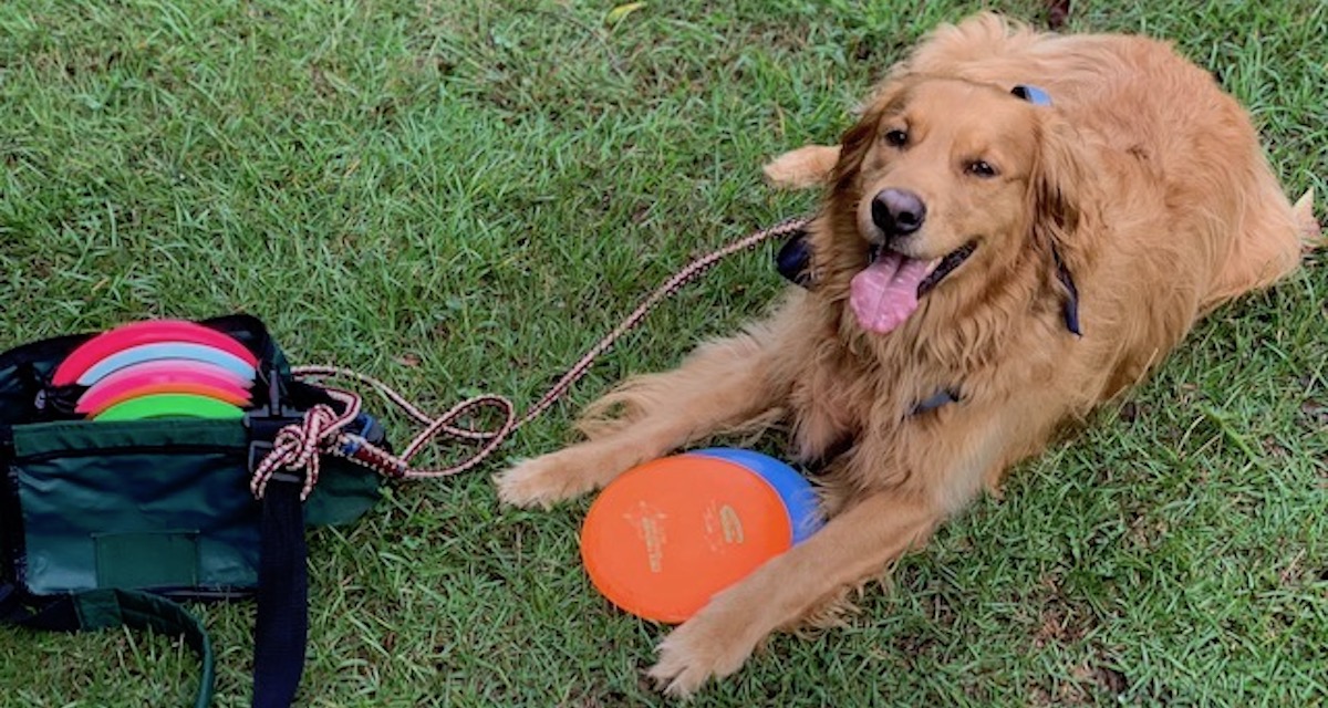 Barking Up The Right Tree Tips For Disc Golf Dogs Release Point
