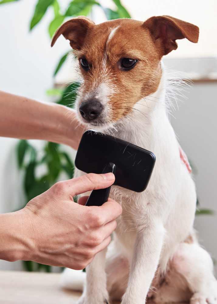 The Ultimate Jack Russell Terrier Puppy Ownership Guide