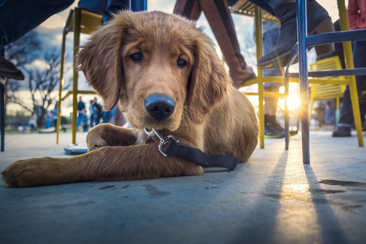 The Best DogFriendly Restaurants and Bars in Tampa Bay