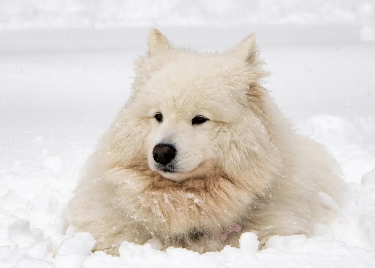 13 Cold Weather Tips for Pets How to Keep Pets Warm