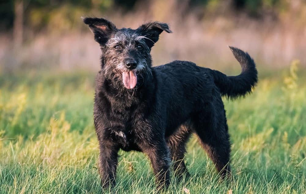 Can Glucosamine Cause Liver Damage In Dogs