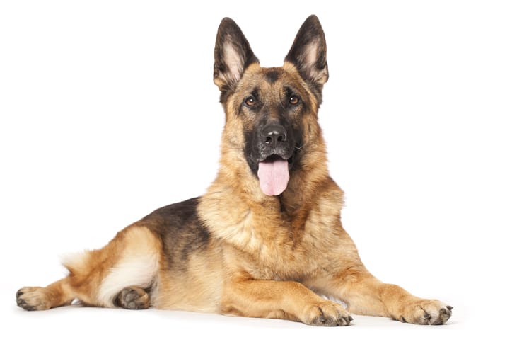 German Shepherds with Skin Allergies NomNomNow