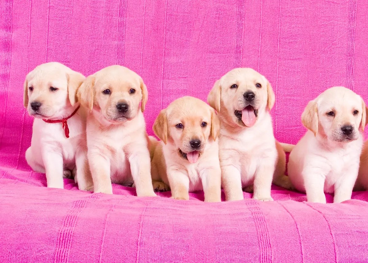 The Ultimate Labrador Retriever Puppy Ownership Guide
