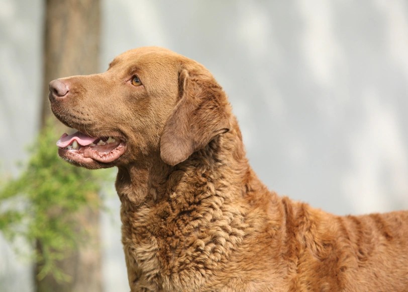 American Canine Treasures Dog Breeds From the United States
