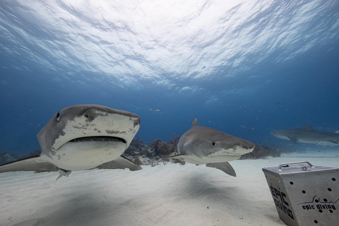 City Guides Things to do While Boating on Cat Island, Bahamas