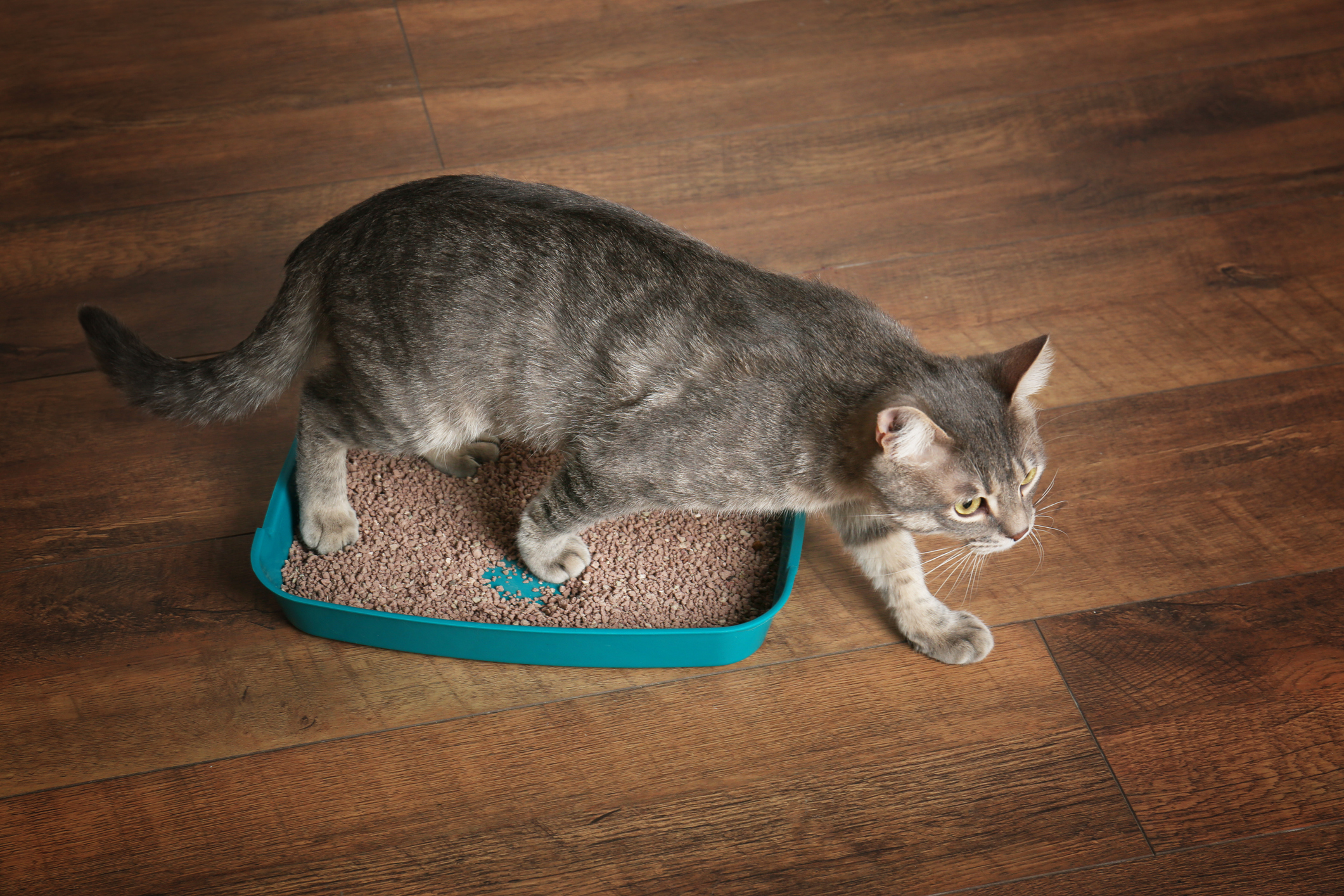 Light Colored Stool In Cats