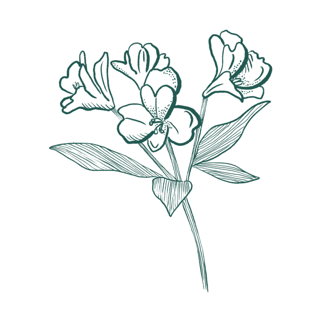 Fresh Flowers Subscription Service Freddie’s Flowers UK