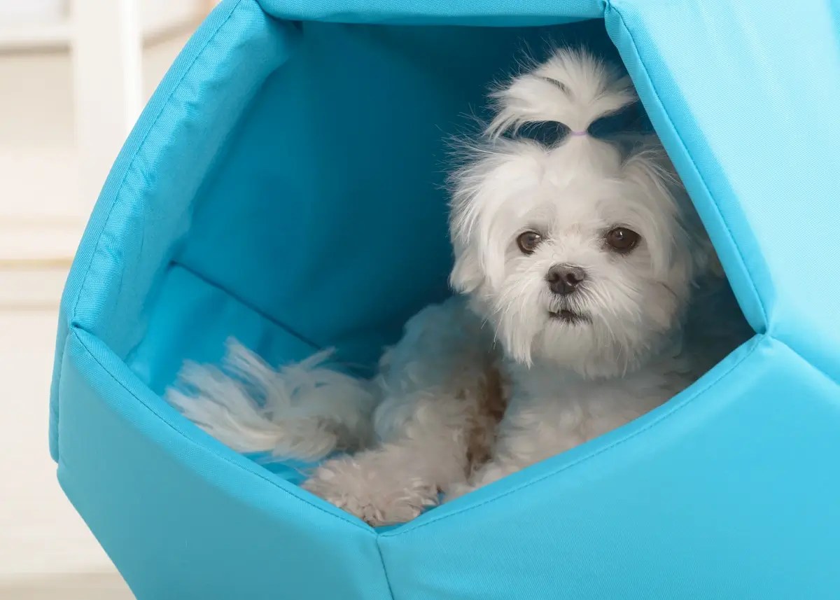 A Guide to Choosing The Best Dog Bed For Your Puppy