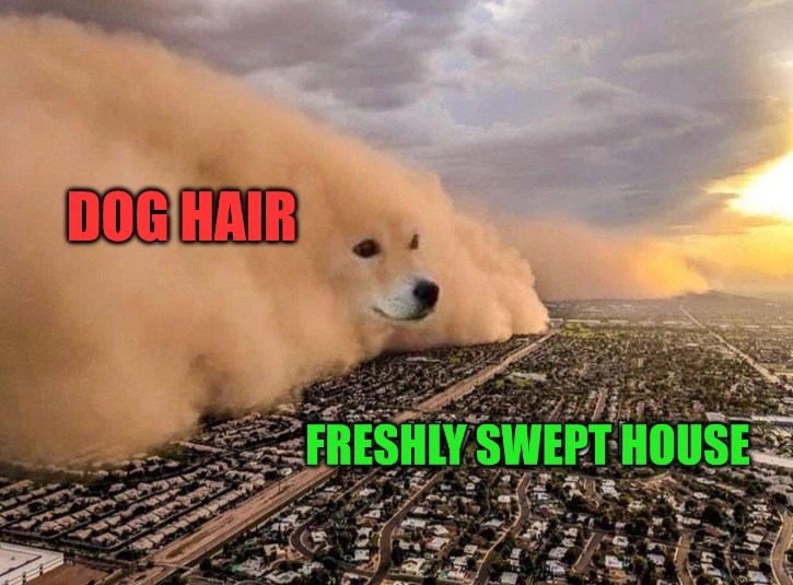 Hair We Go Again How to Manage Dog Hair in Your Home