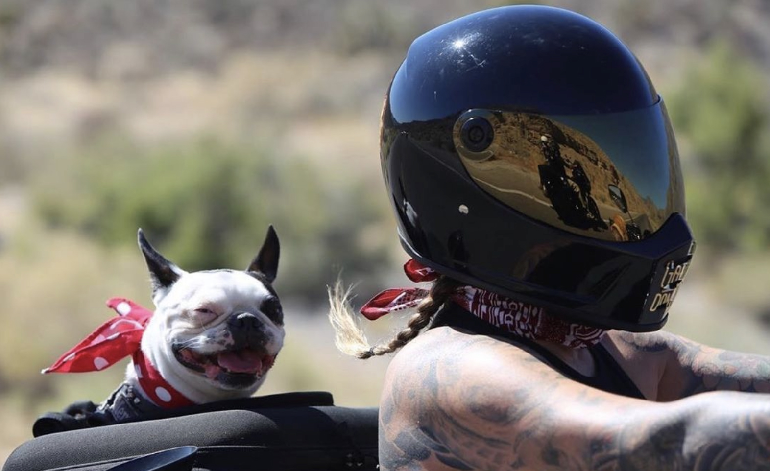 Want to Ride with Your Pet? Tips for Putting Your Dog on a Motorcycle