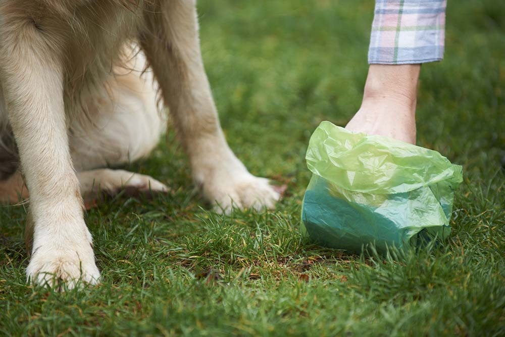 Top 10 why is my dog's poop covered in mucus You Need To Know