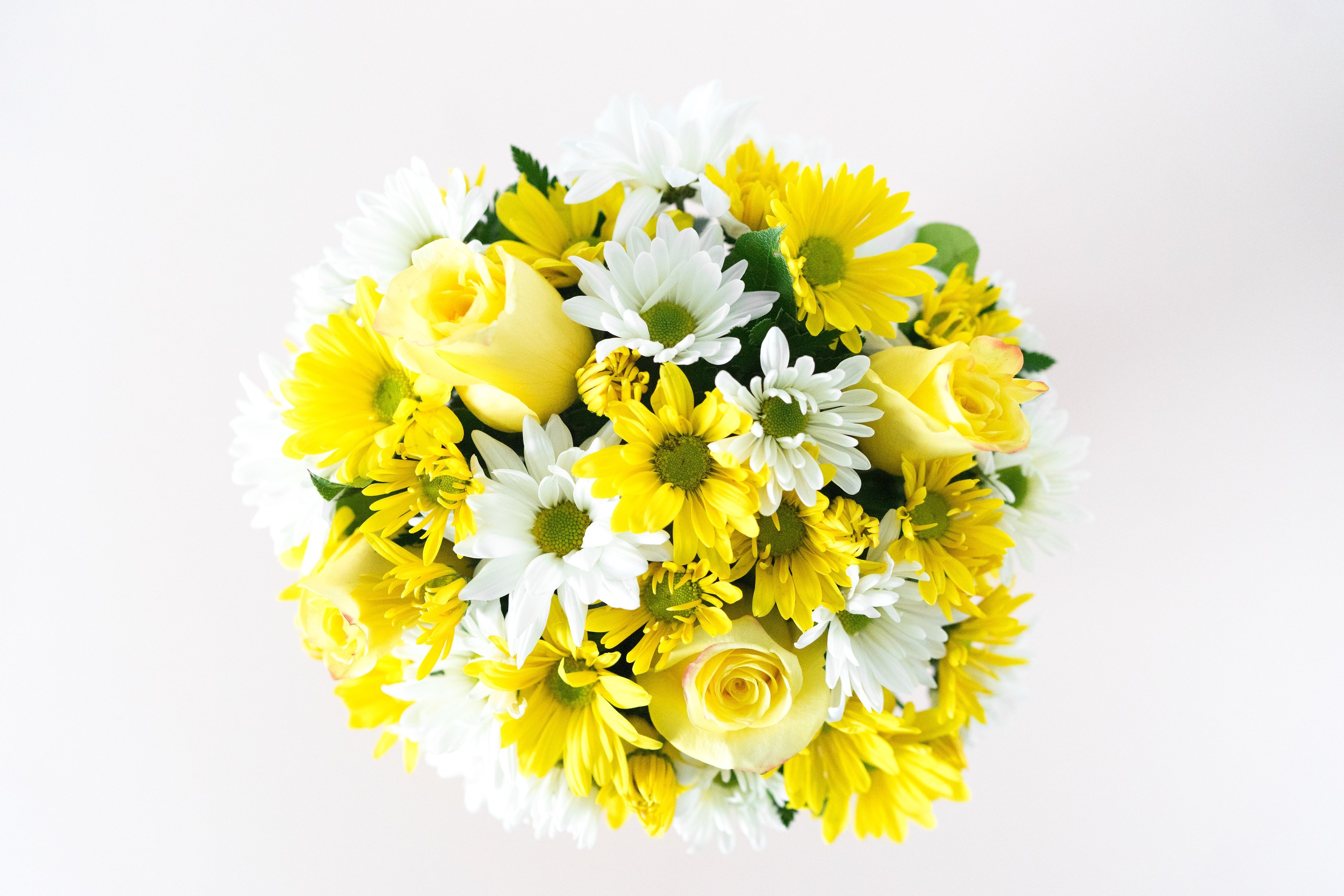 What Are The Different Kinds Of Daisies Types Of Daisies