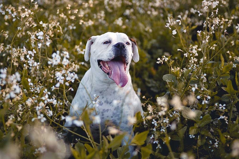 Do Probiotics Help With Allergies In Dogs