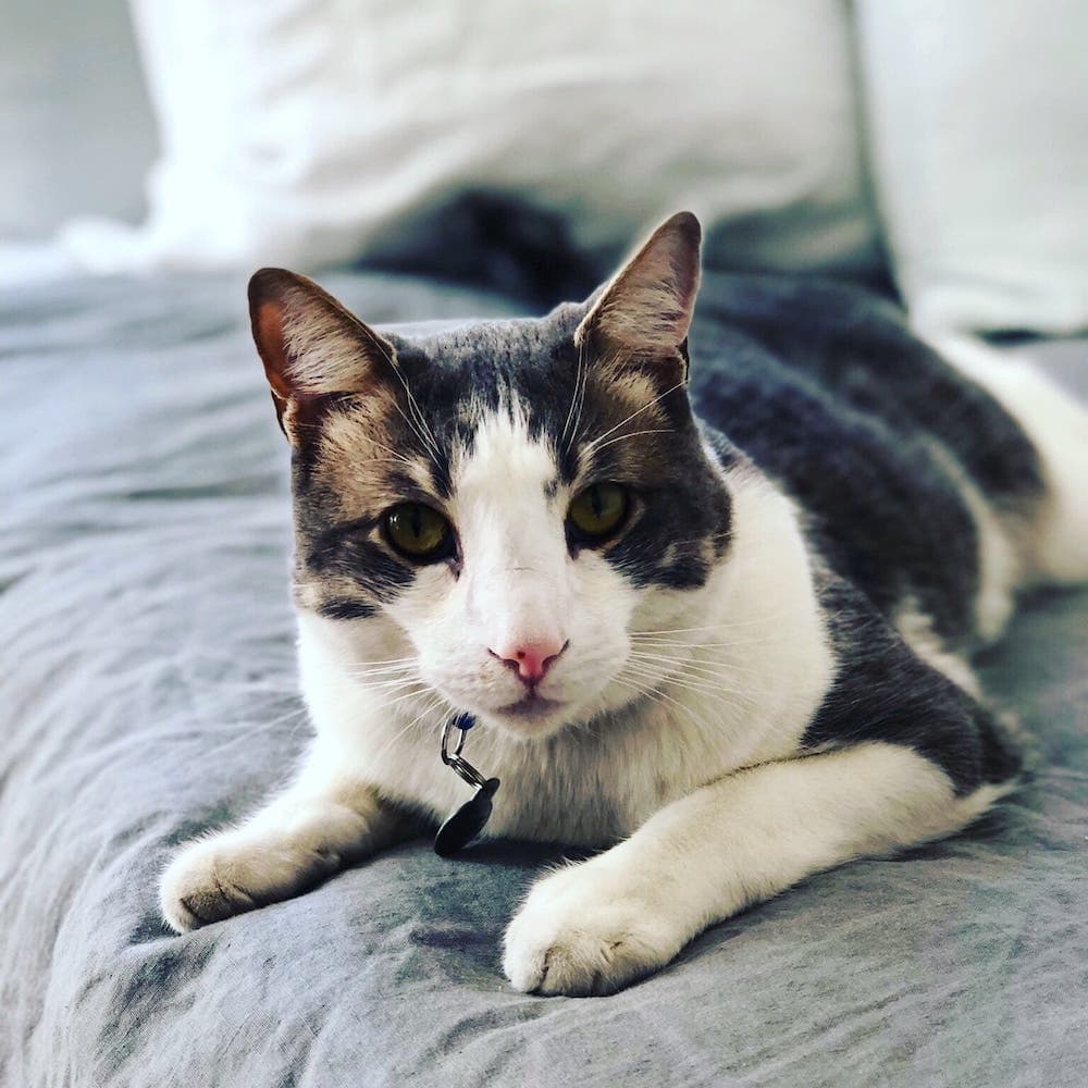 Jack’s Story Transitioning a Picky Cat Nom Nom