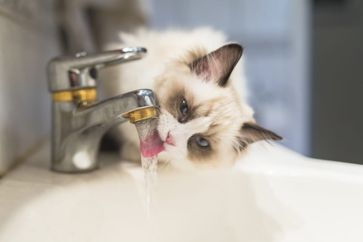 Why Is My Cat Avoiding Drinking Water? Nom Nom