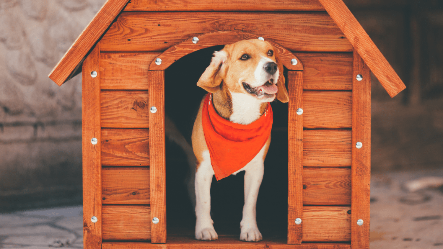 Boarding Pets in Austin Realty Austin