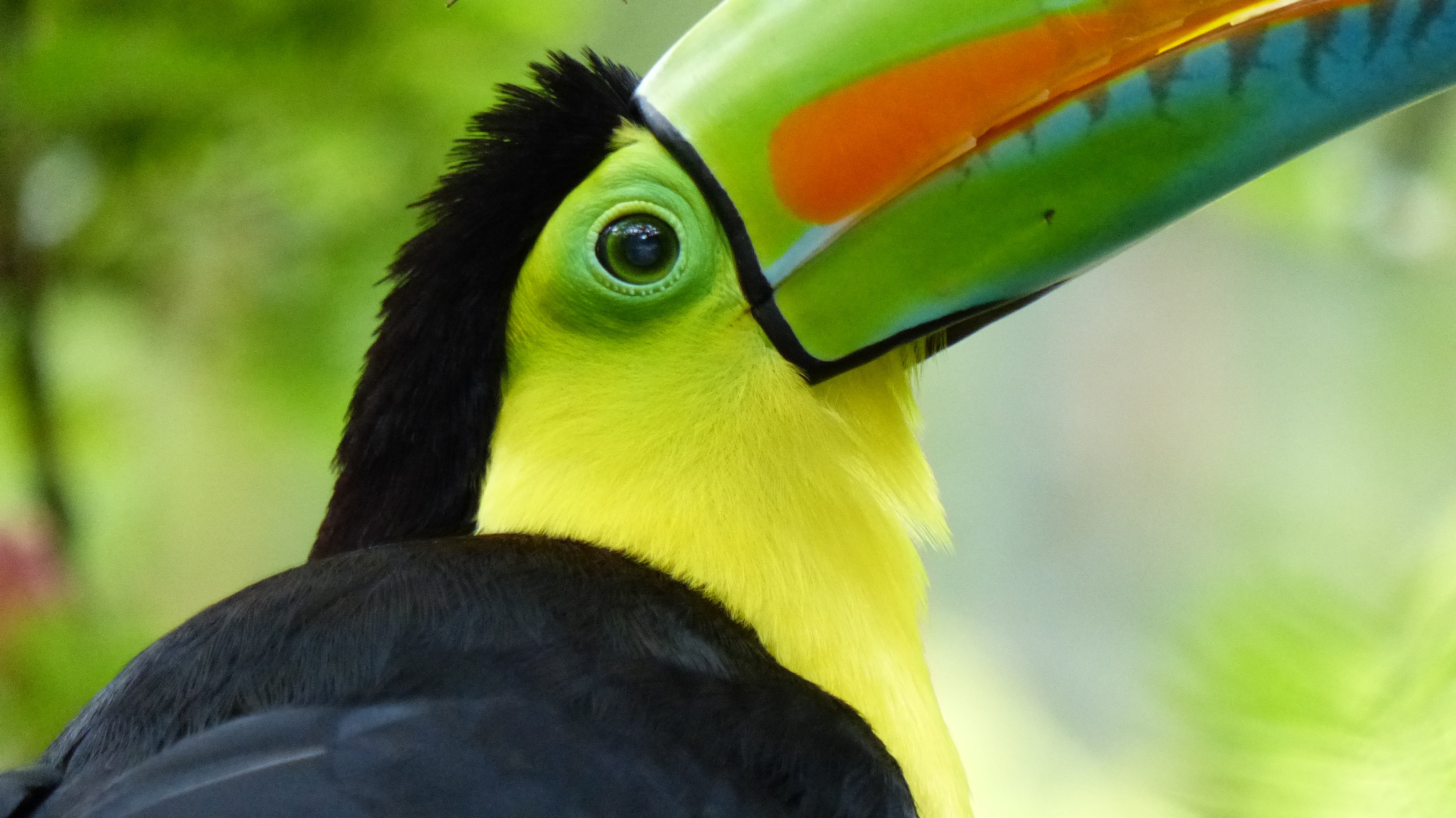 Quels sont les principaux animaux du Costa Rica ? Blog Odysway Odysway