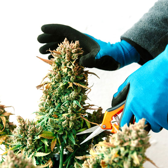 When and How to Harvest Marijuana MAMA'S GANJA