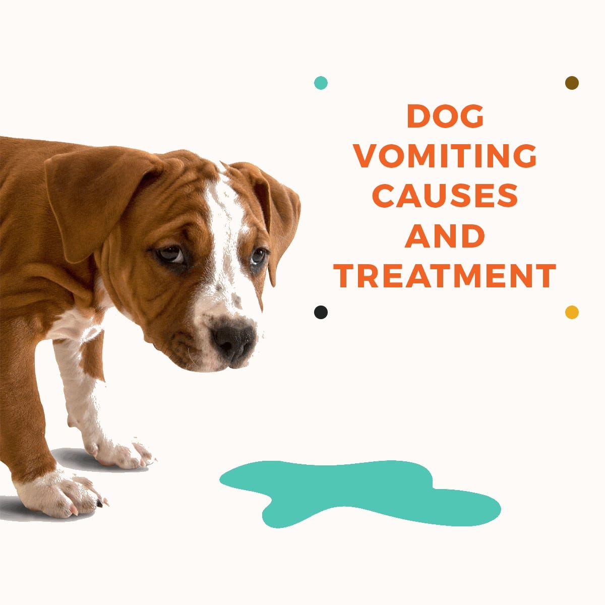 Dog Vomiting: When Should You Go to the Vet? American.