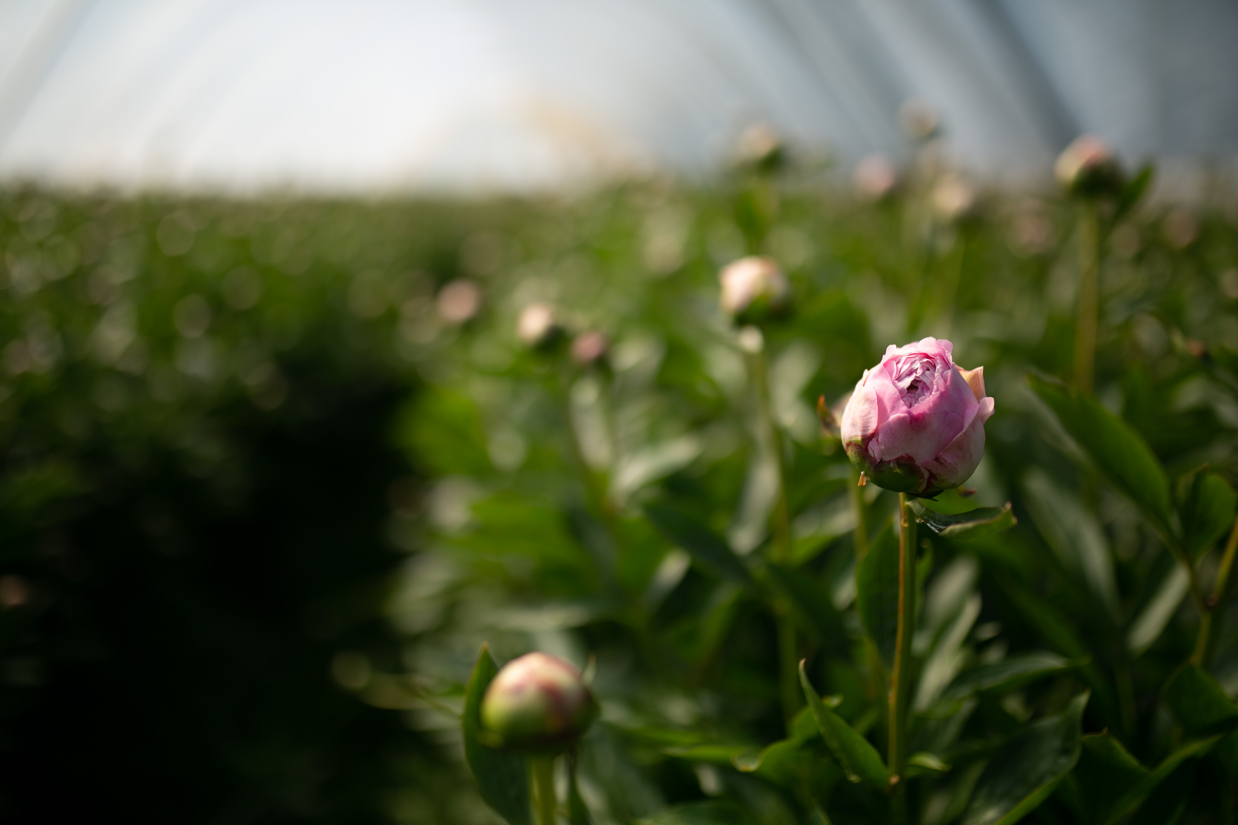 Fresh Flowers Subscription Service Freddie’s Flowers UK