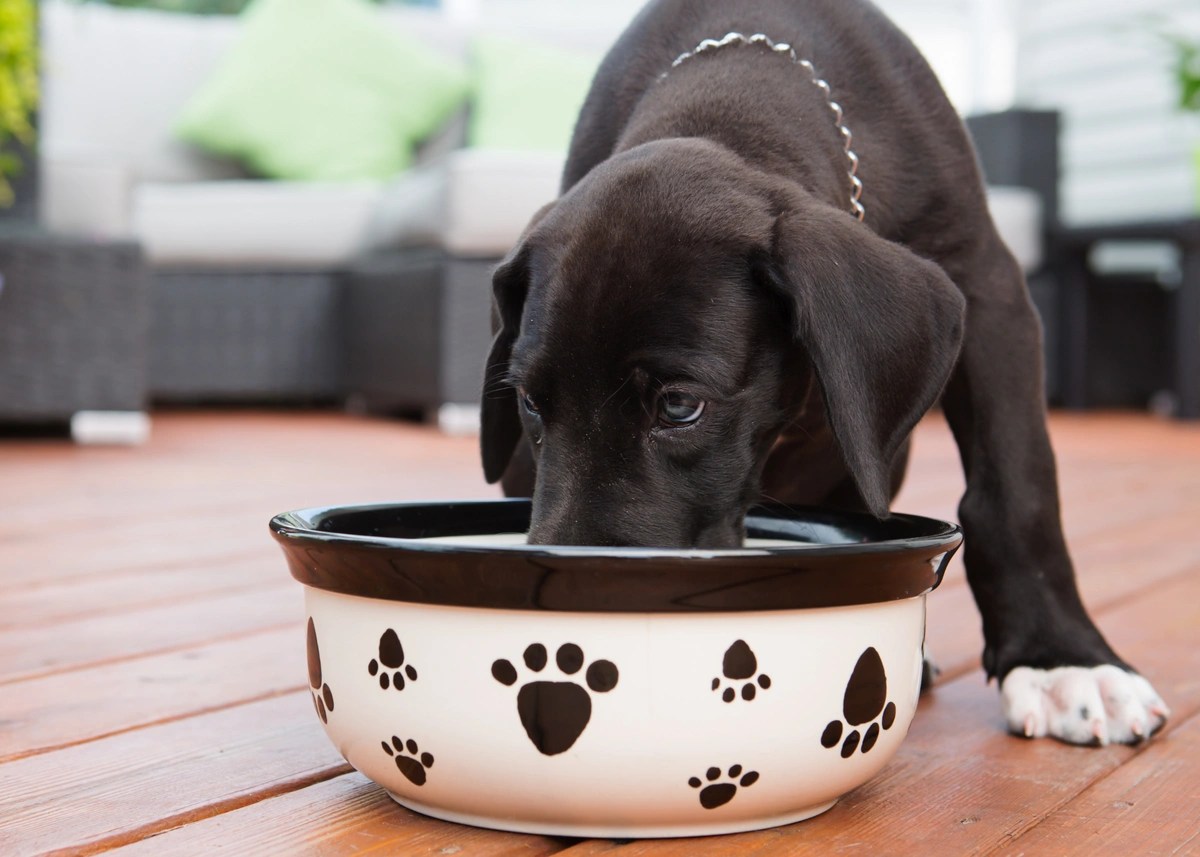 The Ultimate Great Dane Puppy Ownership Guide