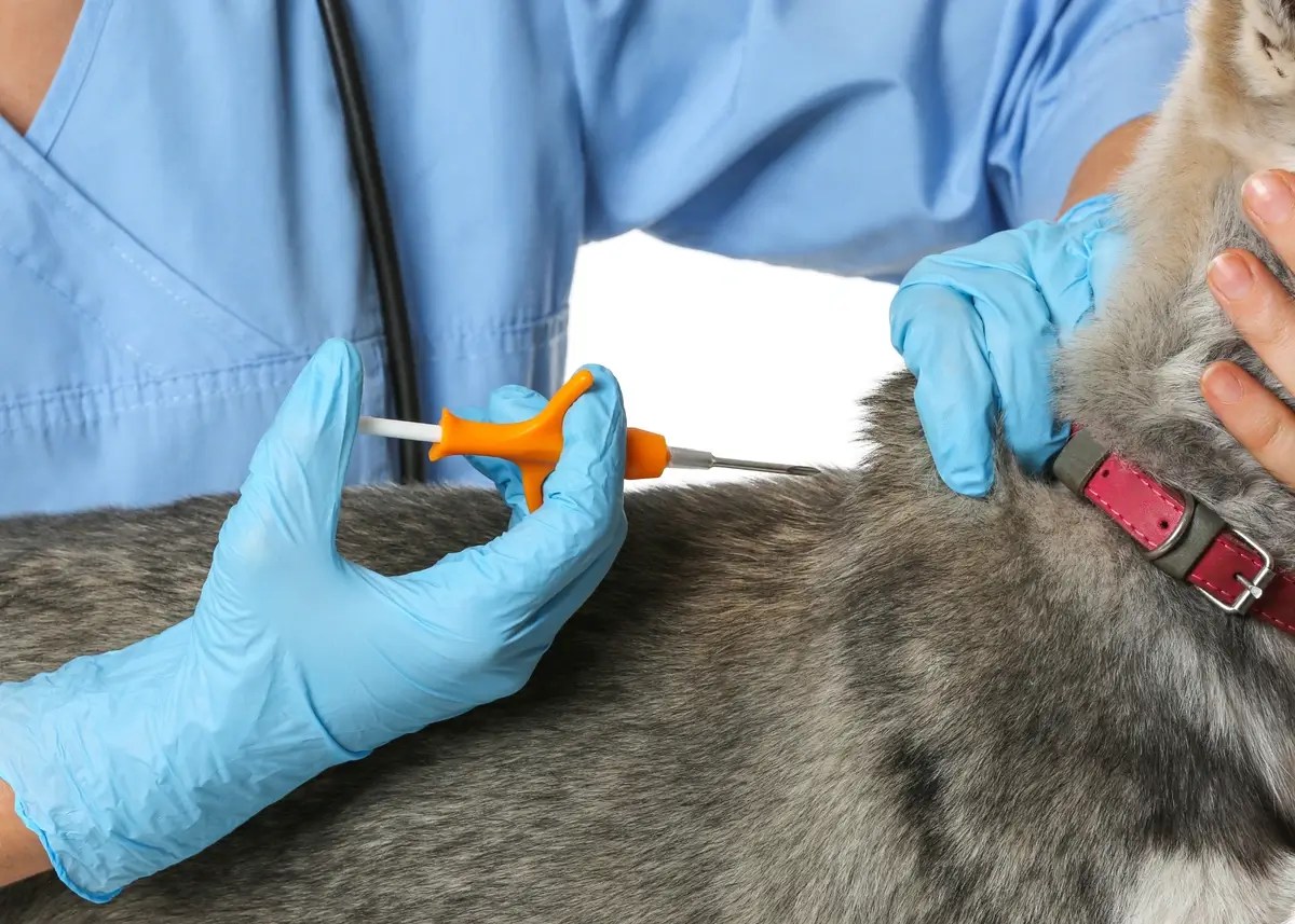 A Comprehensive Guide to Microchipping Your Puppy