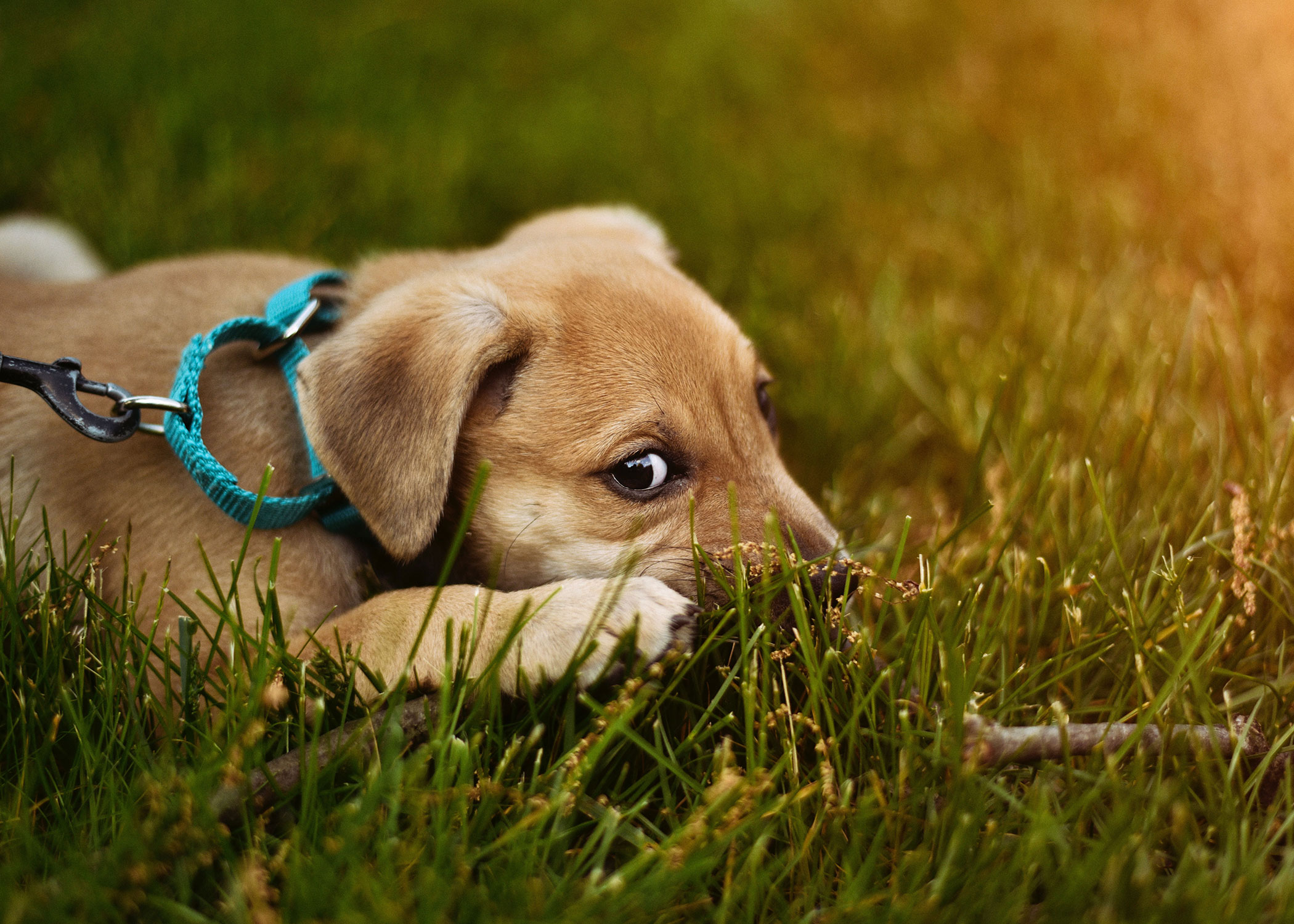 4 Best Pet Adoption Spots in Philly Doorsteps Rent