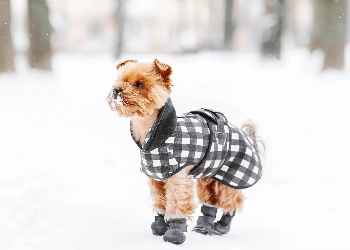 13 Cold Weather Tips for Pets How to Keep Pets Warm