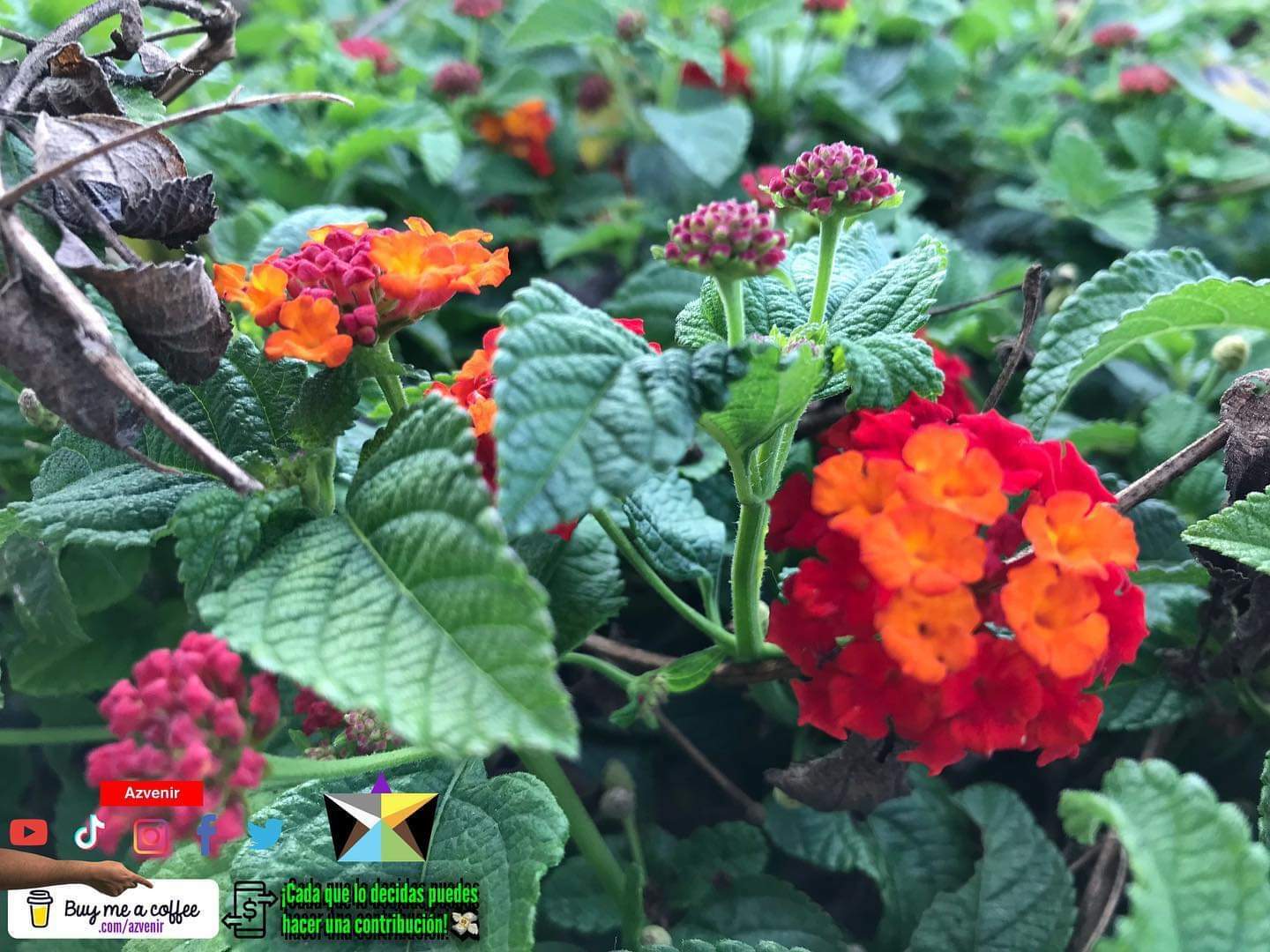 ↴ Invítame un café👇💜☕️ — ⚡Azvenir Buymeacoffee