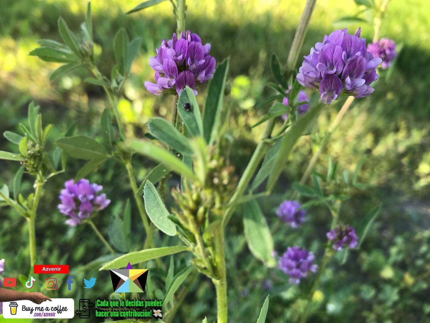 ↴ Invítame un café👇💜☕️ — ⚡Azvenir Buymeacoffee