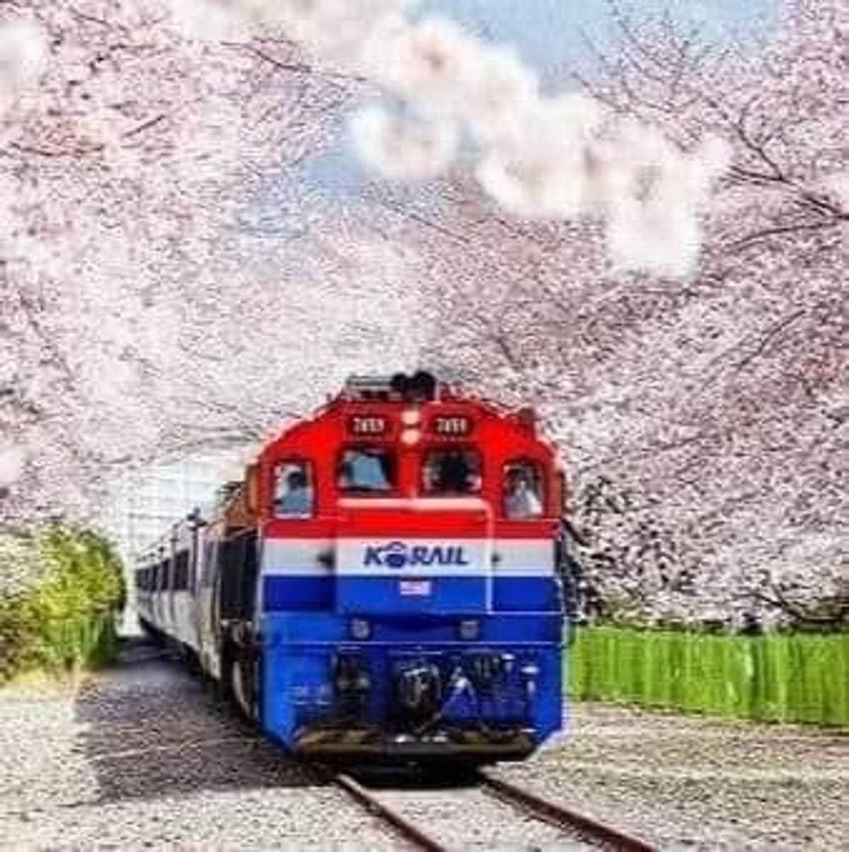 A largest cherry blossom festival in Korea. — Sam Antha Buymeacoffee