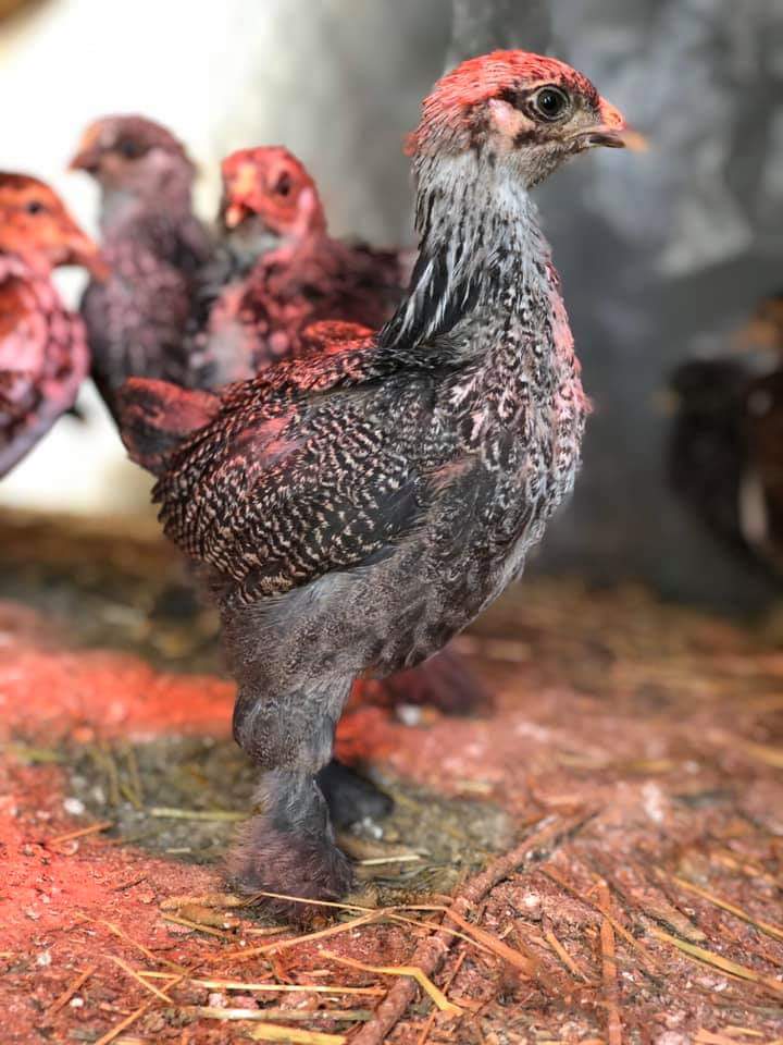 Dark Brahma Chickens Baby Chicks for Sale Cackle Hatchery®