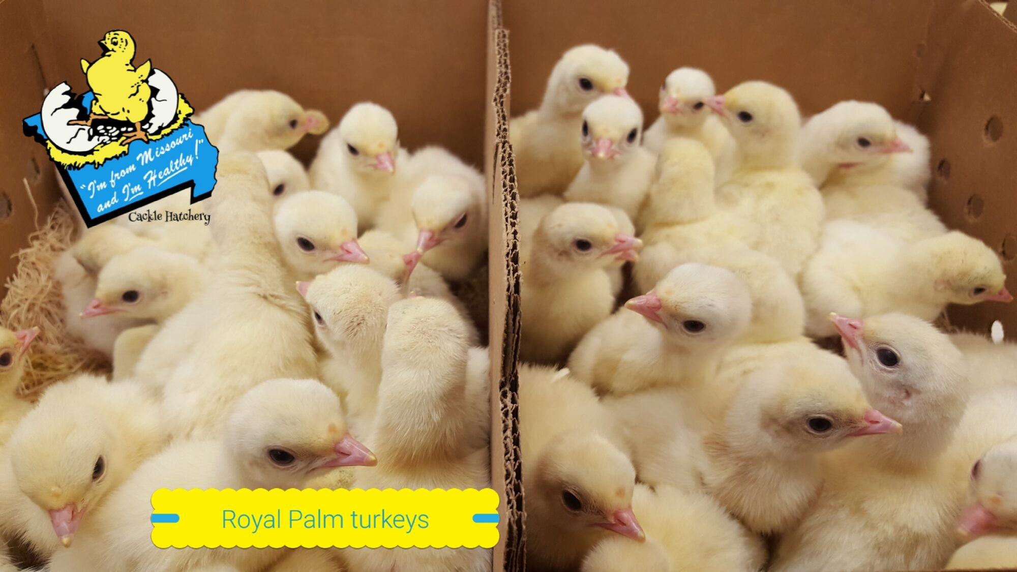 Royal Palm Turkey Heritage Breed Turkeys Cackle Hatchery®