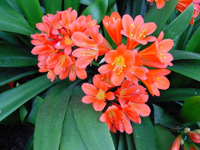 Kaffir Lily Clivia spp. Calyx Flowers, Inc