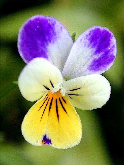 Wild Pansy Viola tricolor Calyx Flowers, Inc