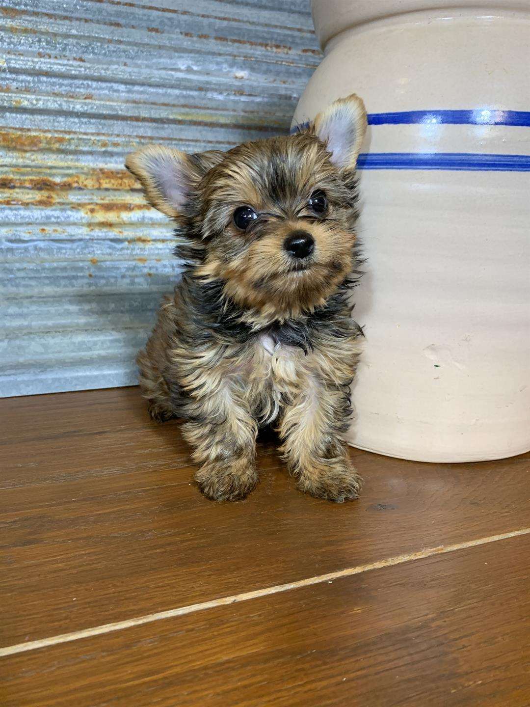 KELOLAND Classifieds Sioux Falls, SD KELOLAND