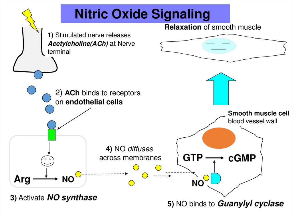 The Many Benefits Of Nitric Oxide Carrie Visintainer