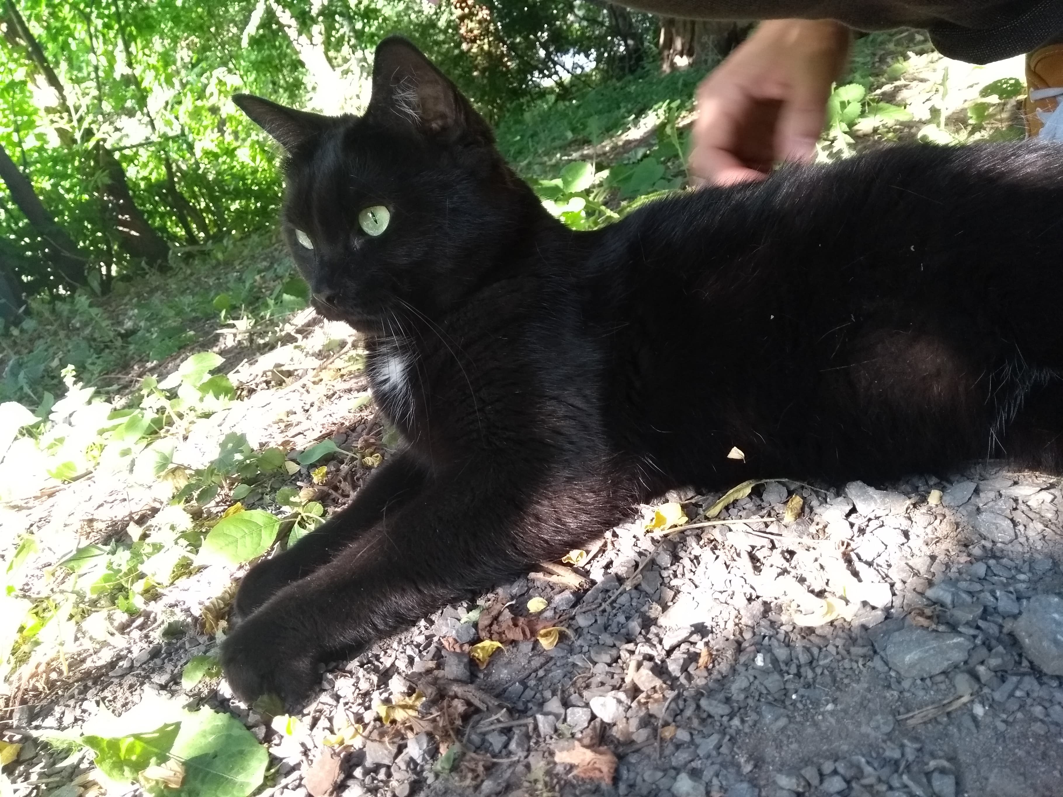 How Fast Does Persian Cat Hair Grow? CatsInfo