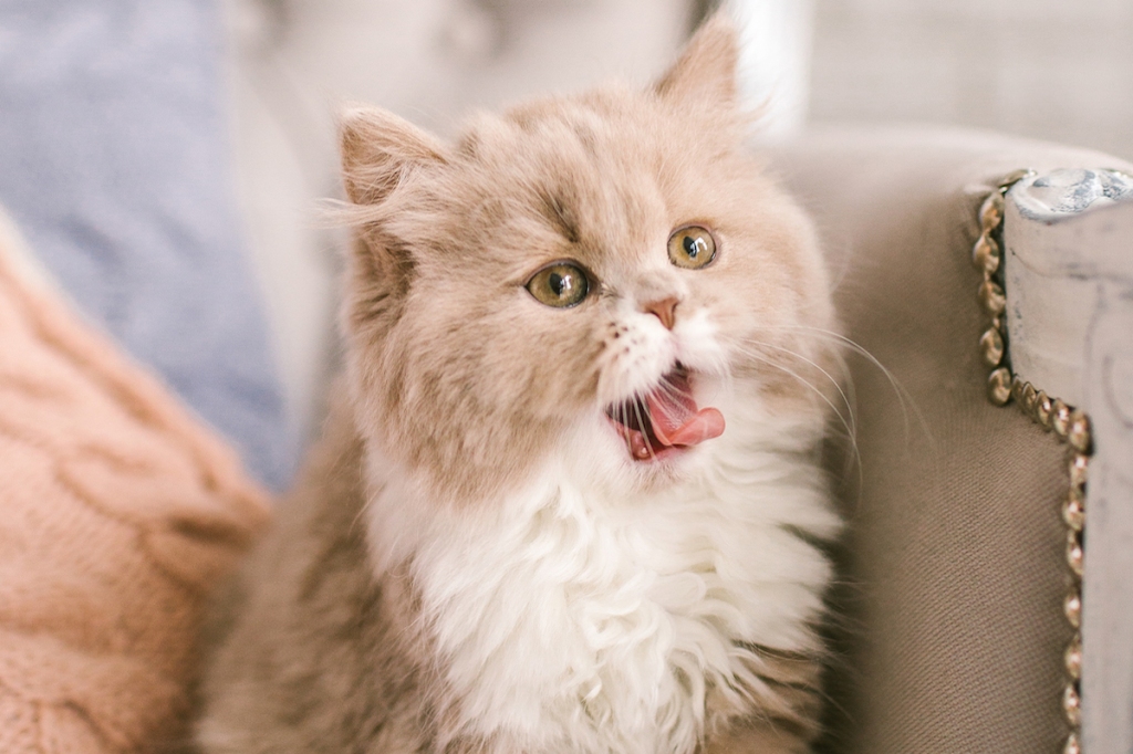 The SmooshedFace Persian Cat CatsInfo