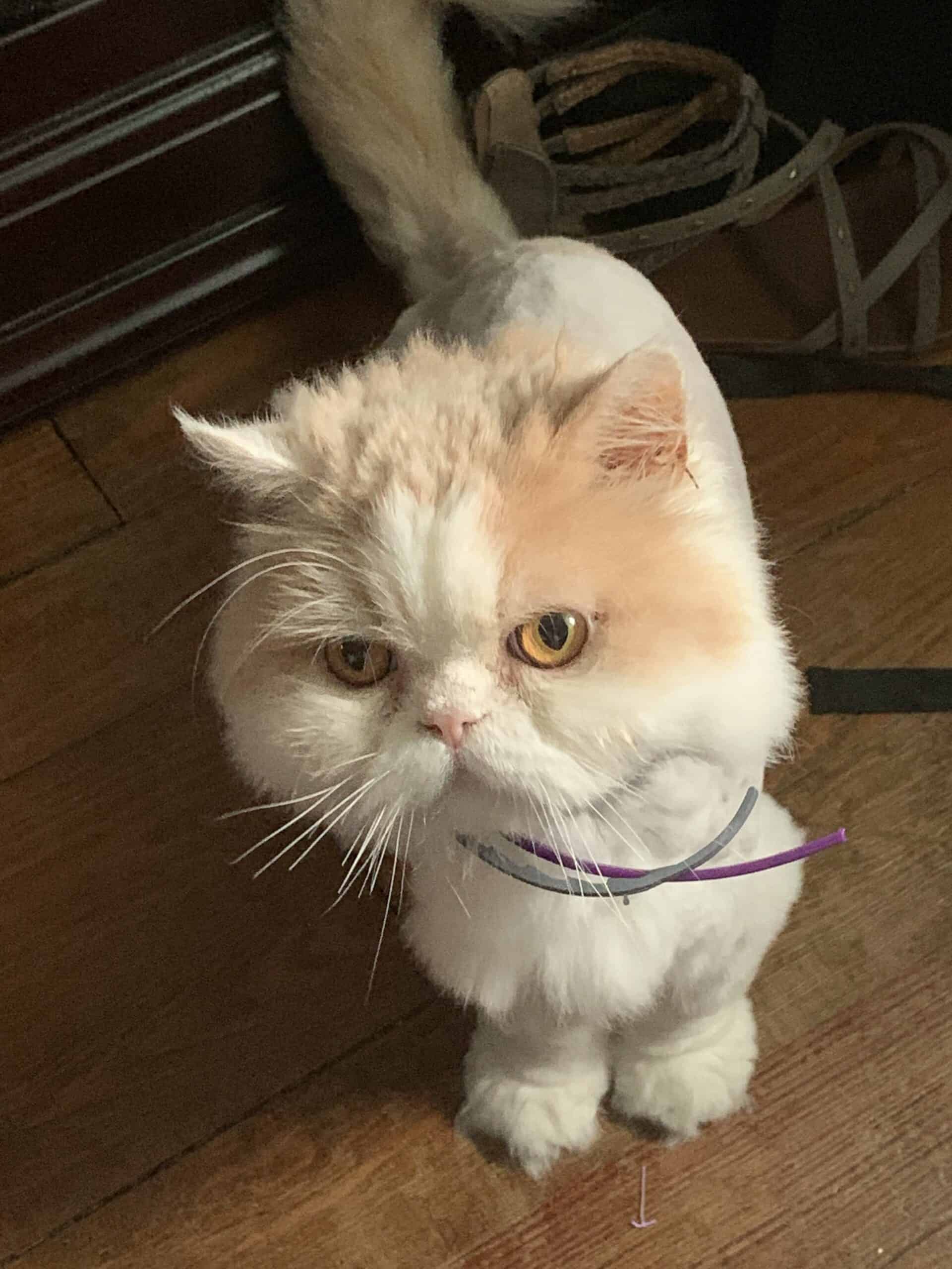 Should You Get A Second Cat? CatsInfo