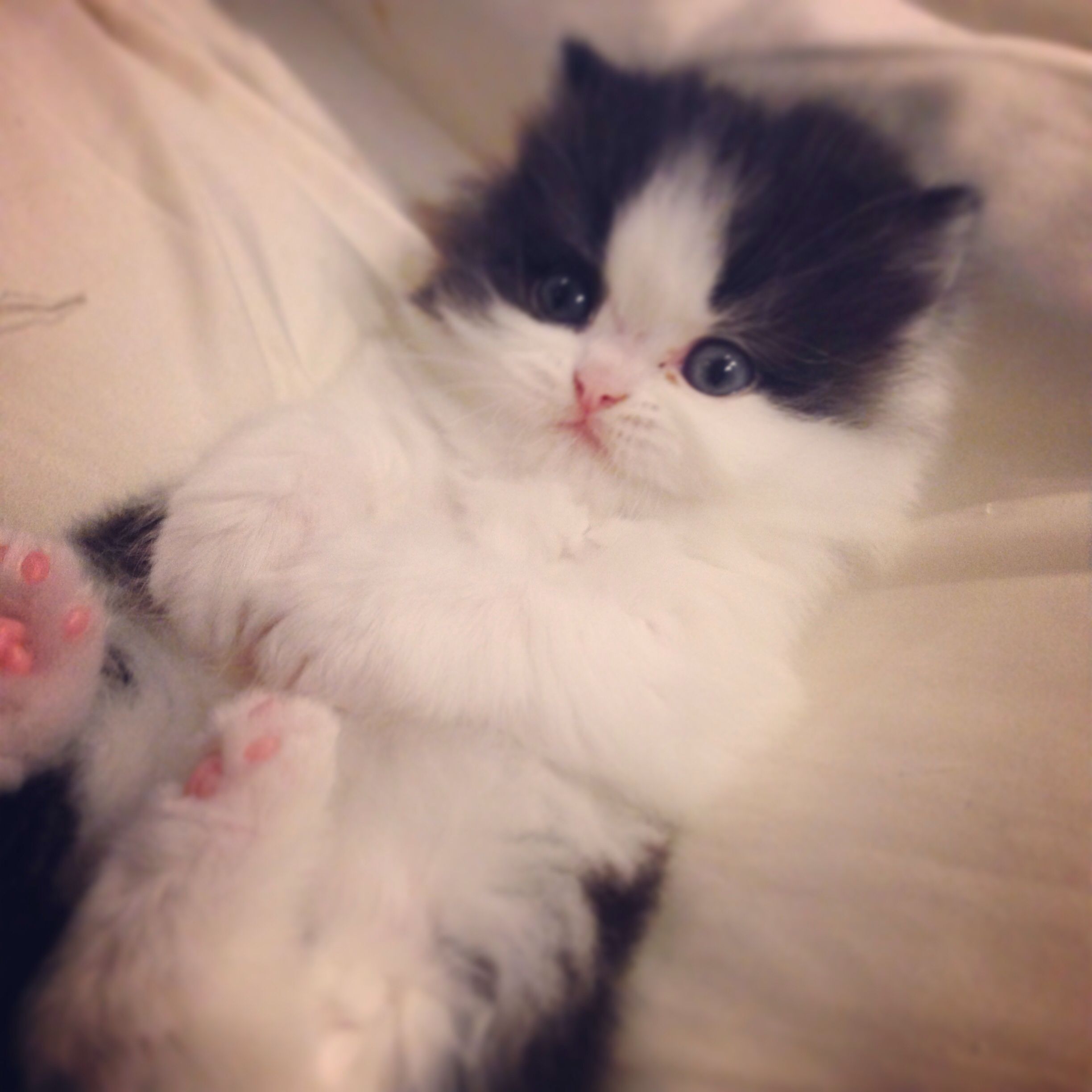 How Long Does A Tea Cup Persian Cat Live CatsInfo