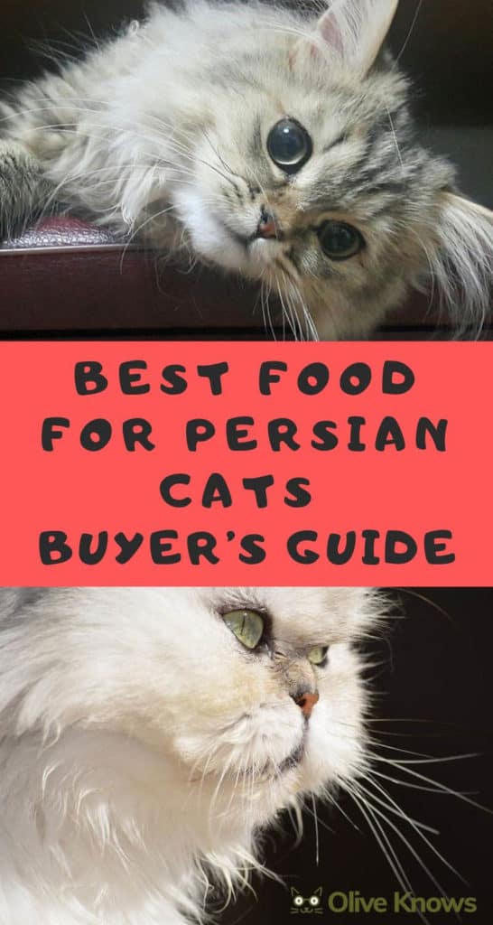 How To Make My Persian Cat Healthy CatsInfo