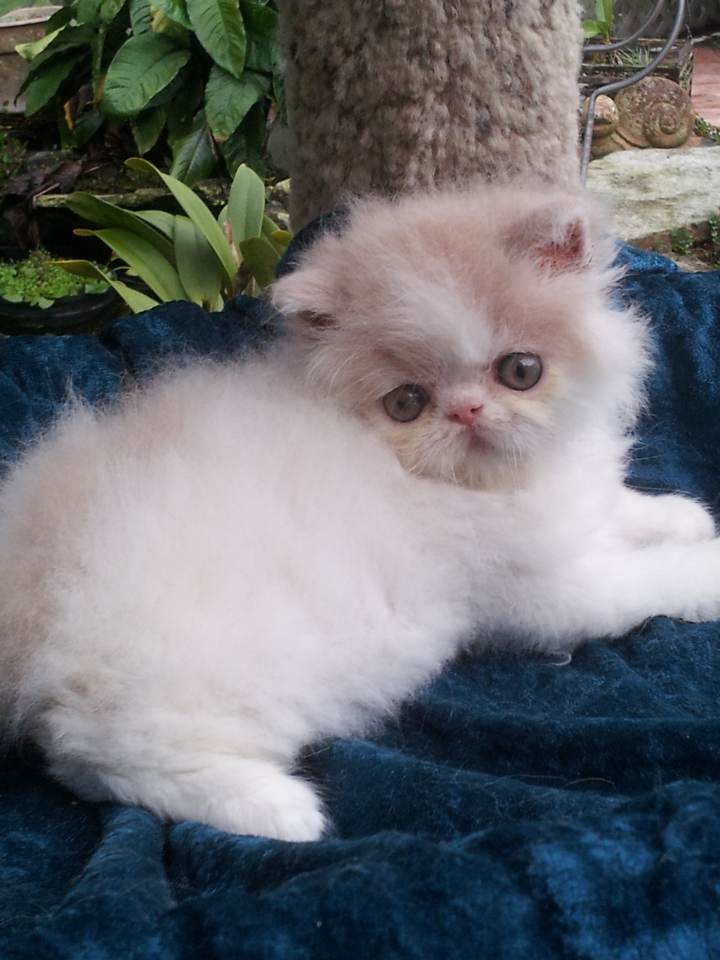 Van Persians The LongCoated Cats CatsInfo